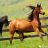 Cloned Horses Company - Sinogene Helps Horse Breeding