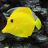 How to Raise Cichlid Fry to Maturity